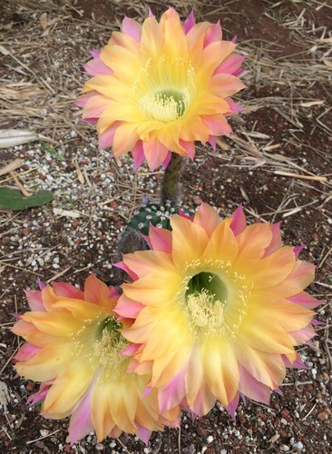 Echinopsis schick hybrid - echinopsis,